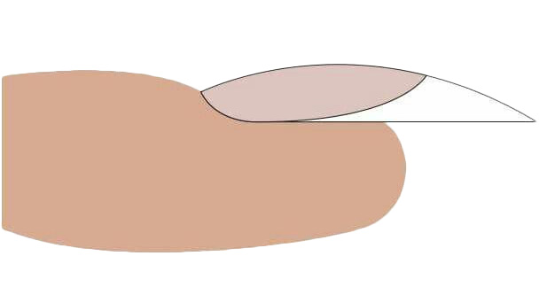 Nákres jednotlivých častí modelovaného nechta - apex, upper arch a C oblúk