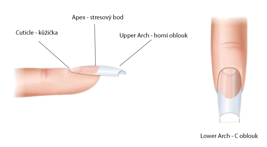 Nákres správne vymodelovaného nechta s označením stresového bodu a C oblúka