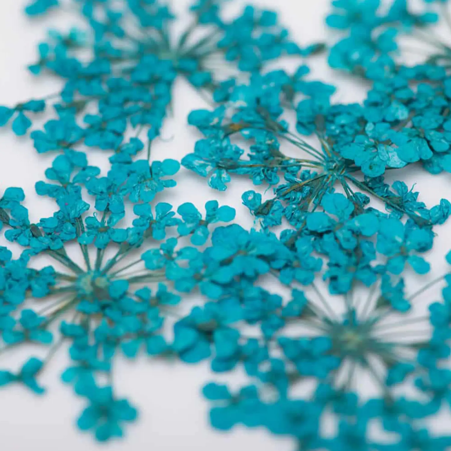 Su&scaron;en&eacute; kvety na nechty Turquoise &ndash; uk&aacute;žka aplik&aacute;cie