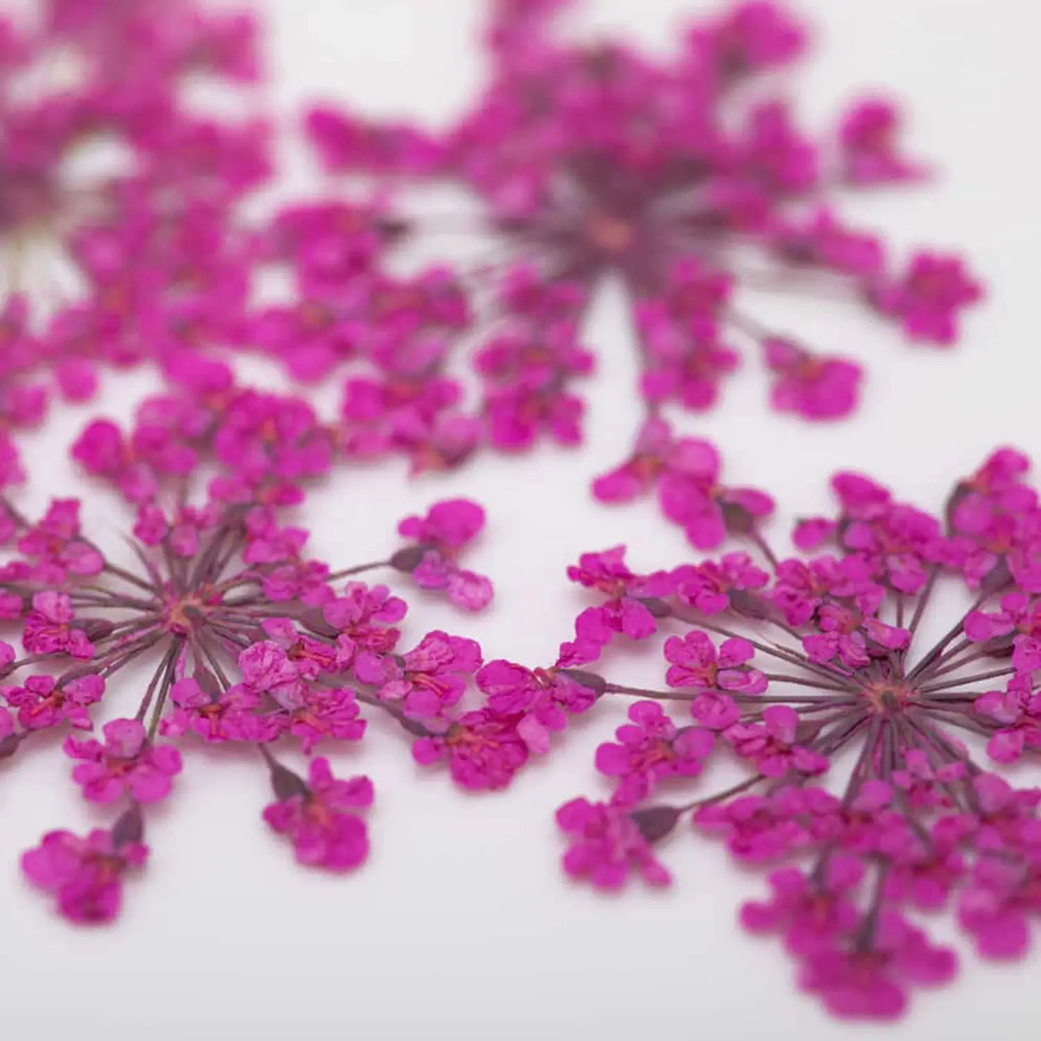 Su&scaron;en&eacute; kvety na nechty Pink &ndash; uk&aacute;žka aplik&aacute;cie